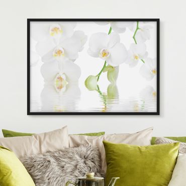 Ingelijste posters Spa Orchid - White Orchid