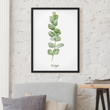 Ingelijste posters Watercolour Botany Eucalyptus
