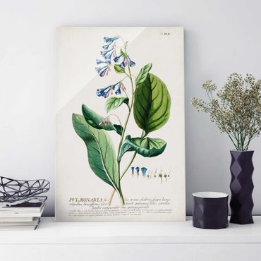 Glasschilderijen Vintage Botanical Illustration Lungwort