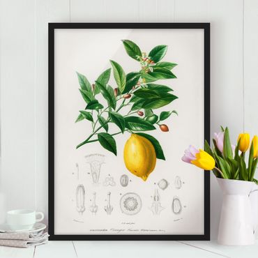 Ingelijste posters Botany Vintage Illustration Of Lemon