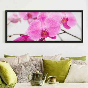 Ingelijste posters Close-Up Orchid
