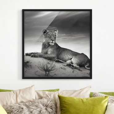 Ingelijste posters Resting Lion