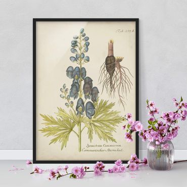 Ingelijste posters Vintage Botany In Blue Monkshood