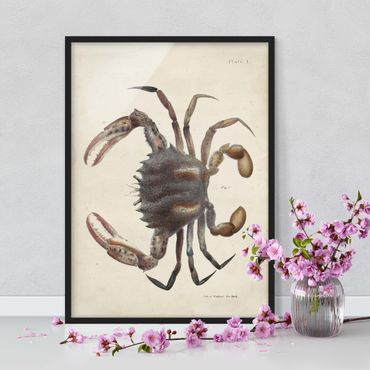 Ingelijste posters Vintage Illustration Crab