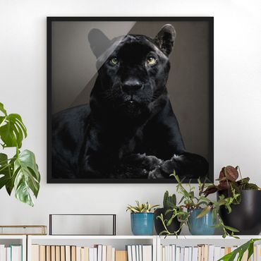 Ingelijste posters Black Puma