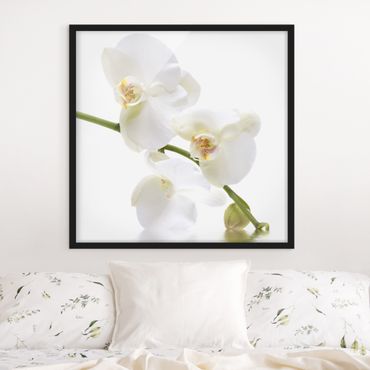 Ingelijste posters White Orchid Waters
