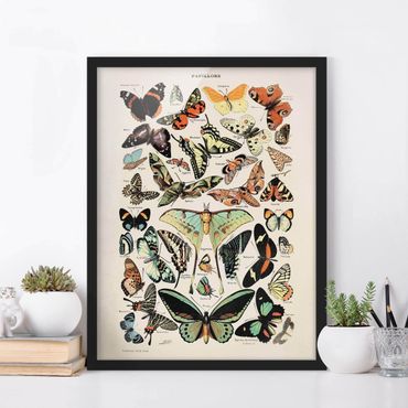 Ingelijste posters Vintage Board Butterflies And Moths