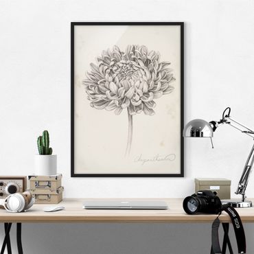Ingelijste posters Botanical Study Chrysanthemum II