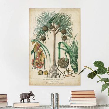 Glasschilderijen Vintage Board Exotic Palms I
