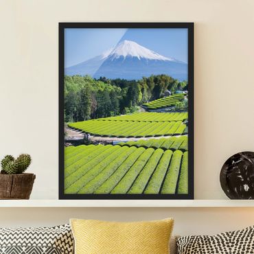 Ingelijste posters Tea Fields In Front Of The Fuji