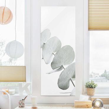 Glasschilderijen Eucalyptus Branch In White Light