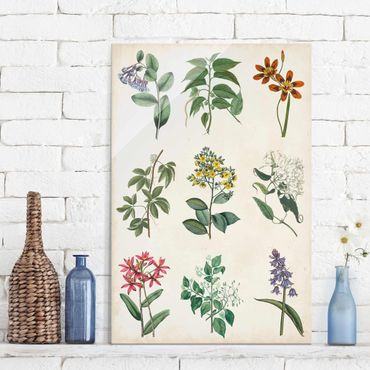 Glasschilderijen Botanical Poster I
