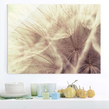 Glasschilderijen Detailed Dandelion Macro Shot With Vintage Blur Effect