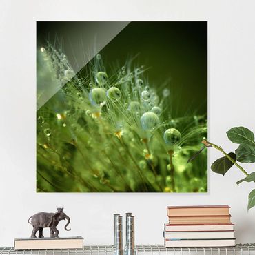 Glasschilderijen Green Seeds In The Rain