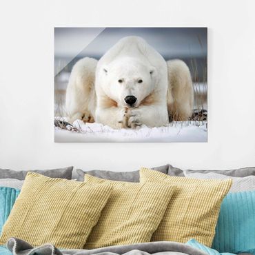 Glasschilderijen Contemplative Polar Bear