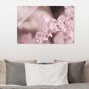 Glasschilderijen Cherry Blossoms In Purple Light