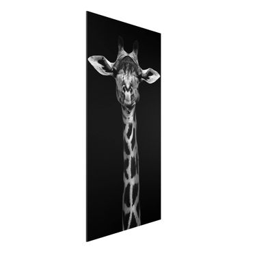 Aluminium Dibond schilderijen Dark Giraffe Portrait