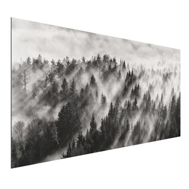 Aluminium Dibond schilderijen Light Rays In The Coniferous Forest