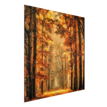 Aluminium Dibond schilderijen Enchanted Forest In Autumn