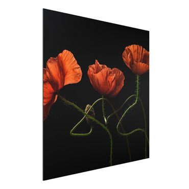 Aluminium Dibond schilderijen Poppies At Midnight