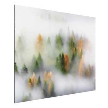 Aluminium Dibond schilderijen Cloud Forest In Autumn