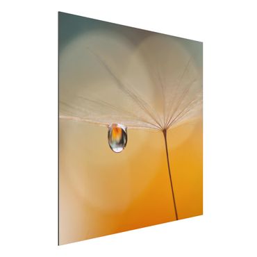 Aluminium Dibond schilderijen Dandelion In Orange