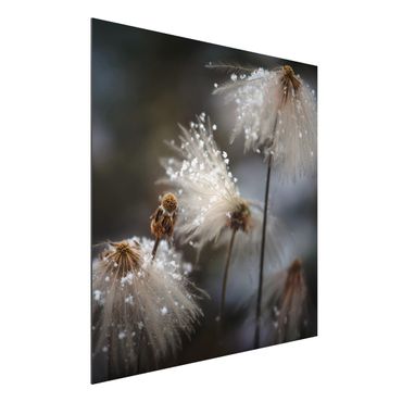 Aluminium Dibond schilderijen Dandelions With Snowflakes
