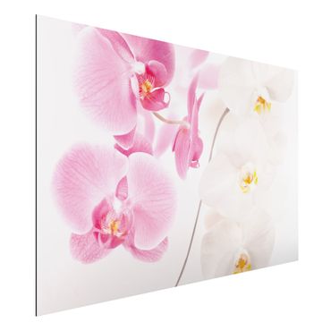 Aluminium Dibond schilderijen Delicate Orchids