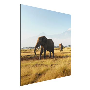 Aluminium Dibond schilderijen Elephants In Front Of The Kilimanjaro In Kenya
