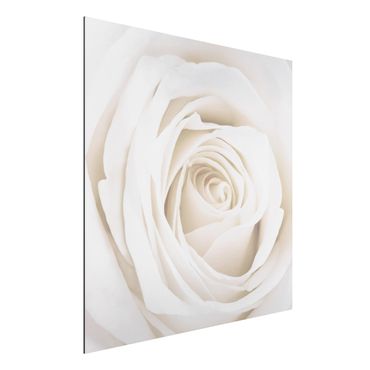 Aluminium Dibond schilderijen Pretty White Rose