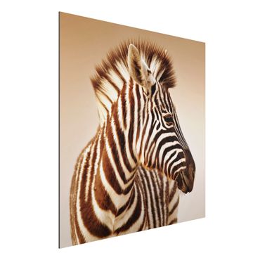 Aluminium Dibond schilderijen Zebra Baby Portrait