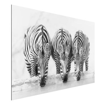 Aluminium Dibond schilderijen Zebra Trio In Black And White