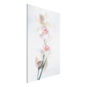 Aluminium Dibond schilderijen Delicate Orchid