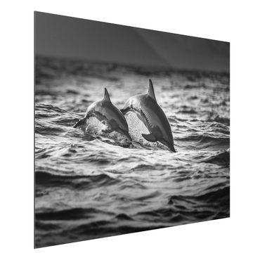 Aluminium Dibond schilderijen Two Jumping Dolphins