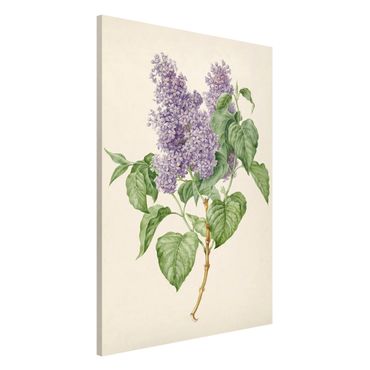 Magneetborden Maria Geertruyd Barber-Snabilie - Lilac