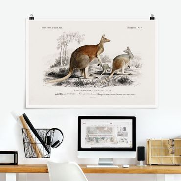 Posters Vintage Board Kangaroo