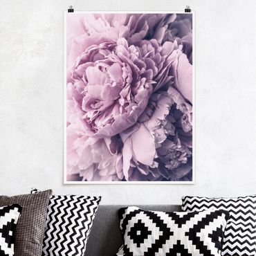Posters Purple Peony Blossoms