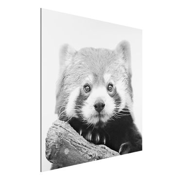 Aluminium Dibond schilderijen Red Panda In Black And White