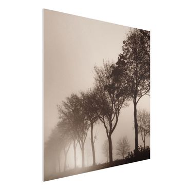 Forex schilderijen Tree Avanue In Morning Mist