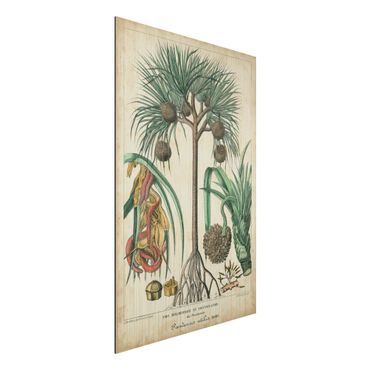 Aluminium Dibond schilderijen Vintage Board Exotic Palms I