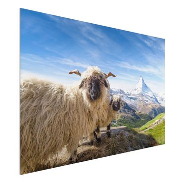 Aluminium Dibond schilderijen Blacknose Sheep Of Zermatt