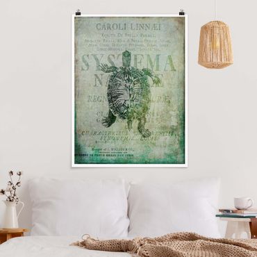 Posters Vintage Collage - Antique Turtle