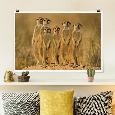 Posters Meerkat Family