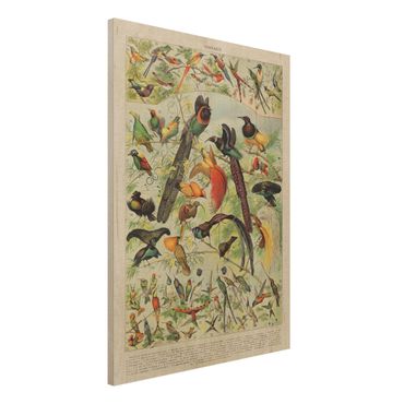 Houten schilderijen Vintage Board Birds Of Paradise