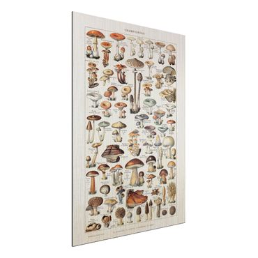 Aluminium Dibond schilderijen Vintage Board Mushrooms