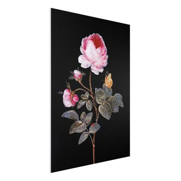 Forex schilderijen Barbara Regina Dietzsch - The Hundred-Petalled Rose