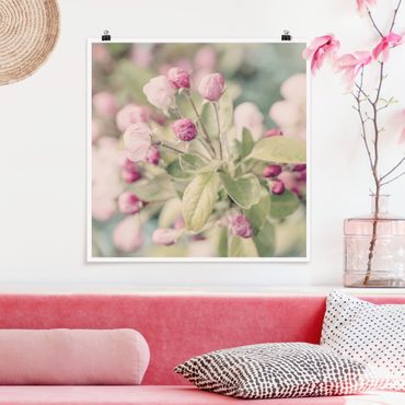 Posters Apple Blossom Bokeh Light Pink