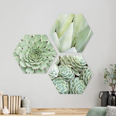Hexagons Aluminium Dibond schilderijen - 3-delig Agave And Succulents Trio