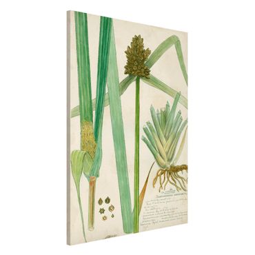 Magneetborden Vintage Botany Drawing Grasses III