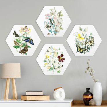 Hexagons Forex schilderijen - 4-delig British Butterflies Set II